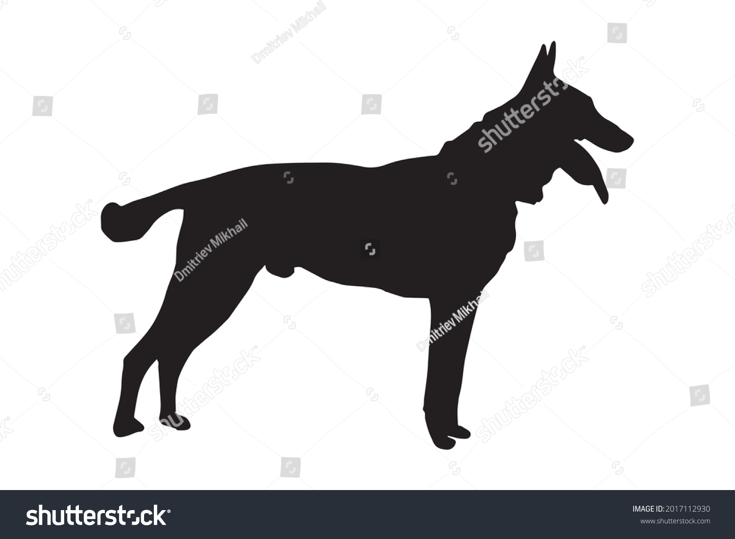 SVG of Black full height silhouette of a dog with tongue and tail sticking out on white.  Adult male Belgian Shepherd or Malinois. Side view.  svg