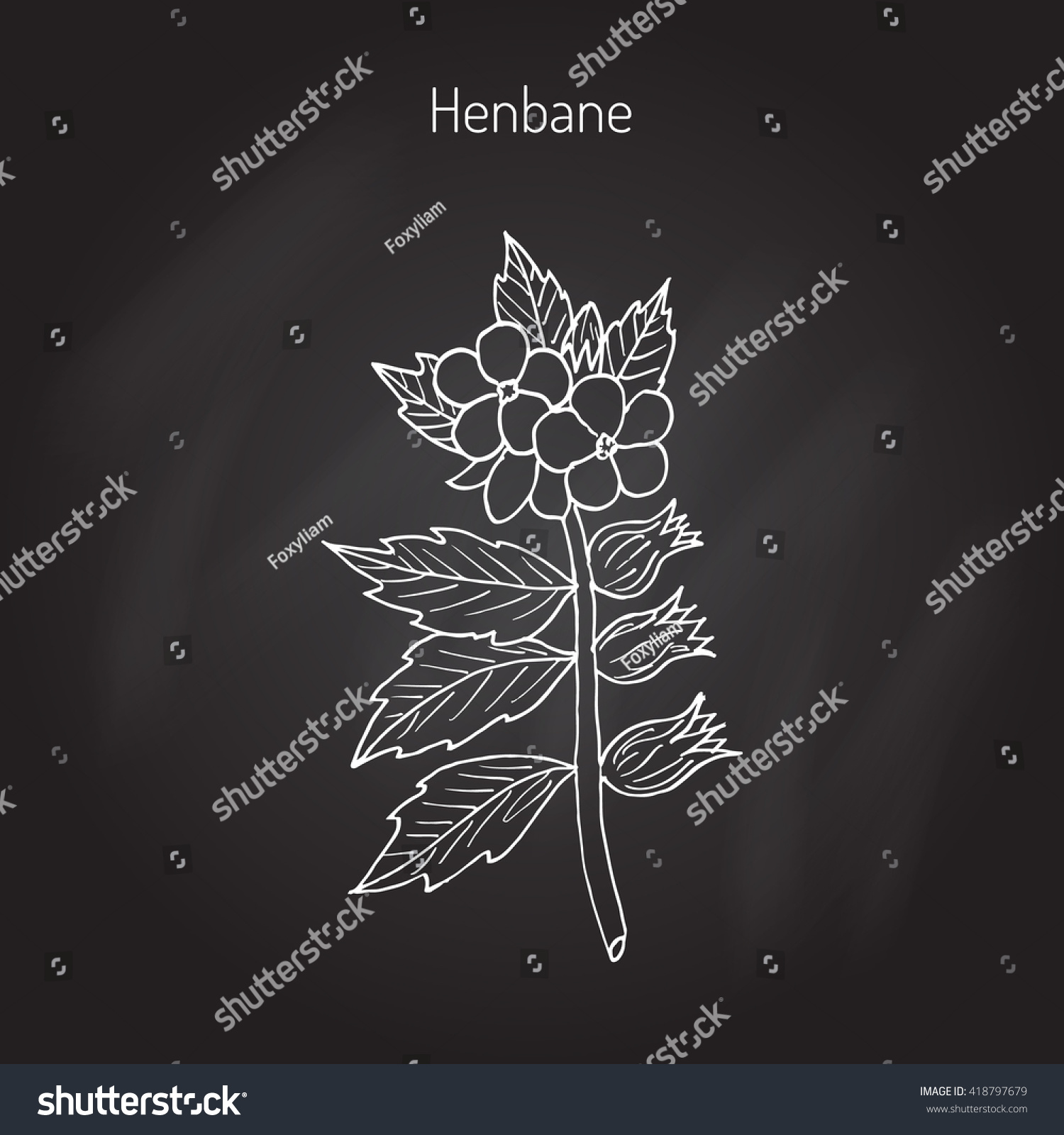 Black Henbane Hyoscyamus Niger Poisonous Plant Stock Vector (Royalty ...