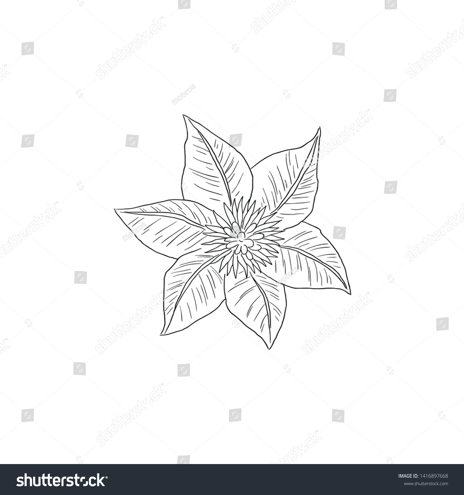 SVG of Black Line art Clematis Flower in Top View Hand Draw Detail. 
Clematis (Ranunculus) or Nelly Moser  svg