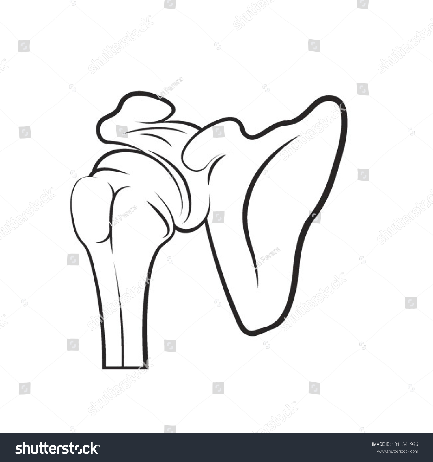 Black Outline Shoulder Vector Bone Vector Stock Vector (Royalty Free ...