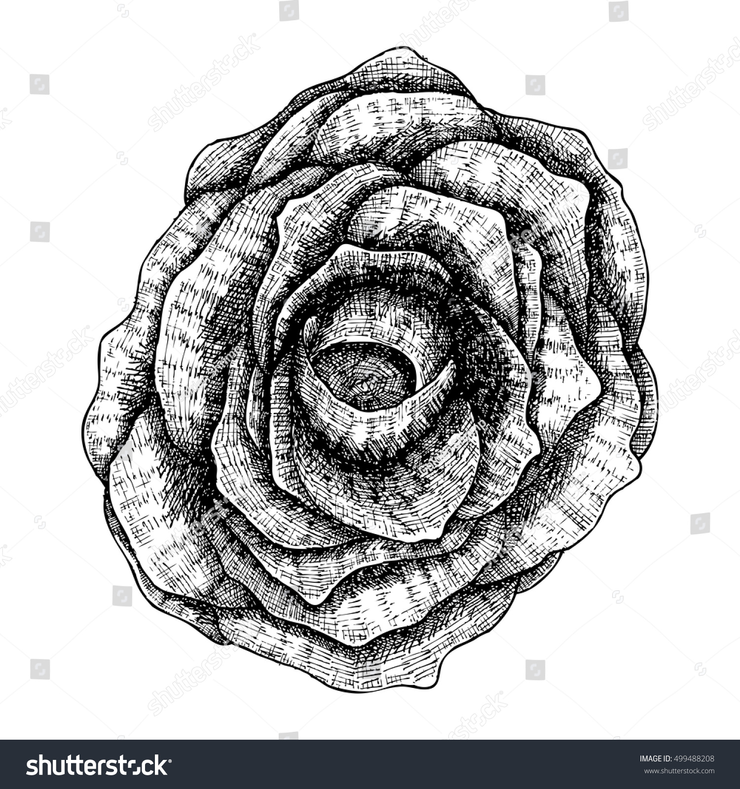 Black Rose Hand Drawn Isolated On Stock Vector Royalty Free 499488208,Lovebirds As Pets