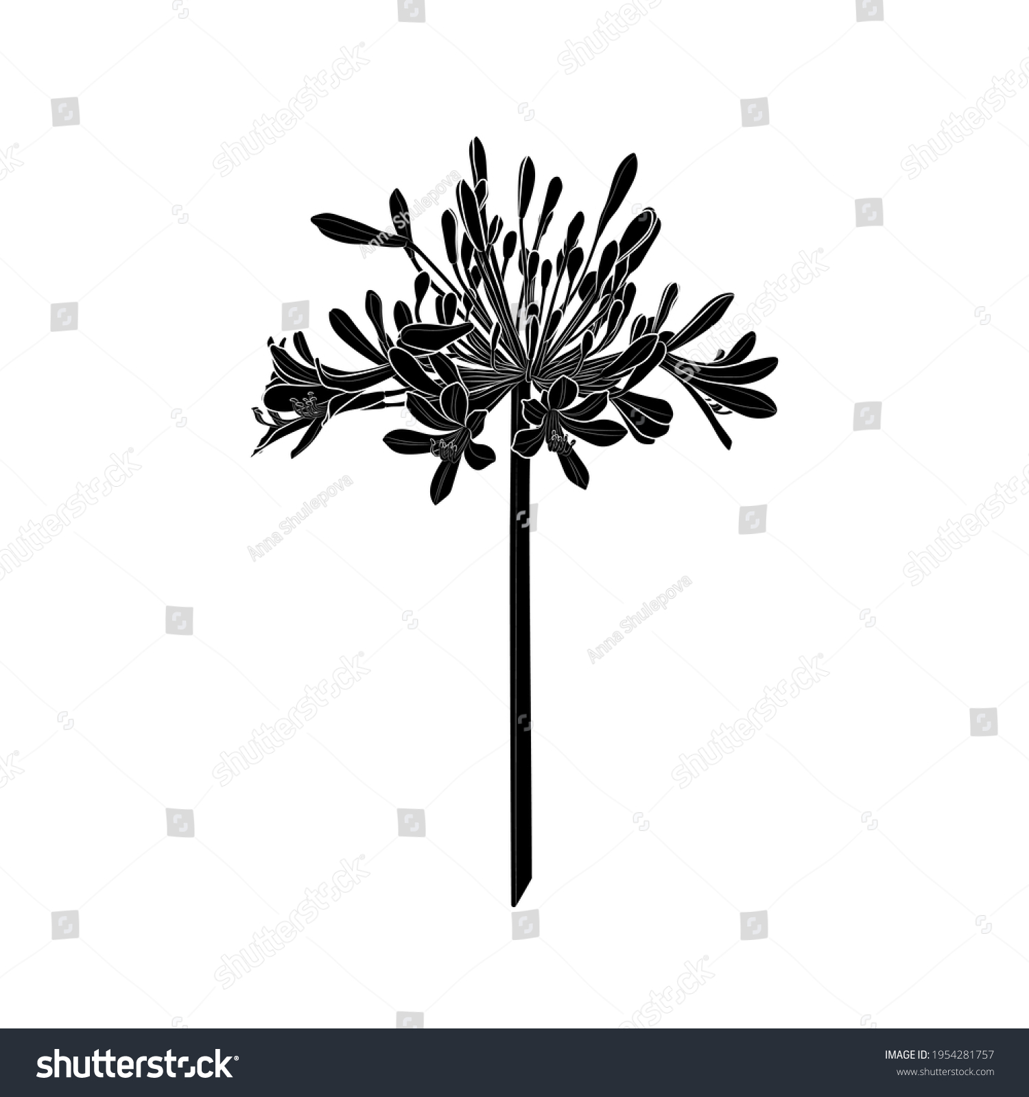 SVG of Black silhouette of Agapanthus (Lily of the Nile) on white background. Vector illustration. svg
