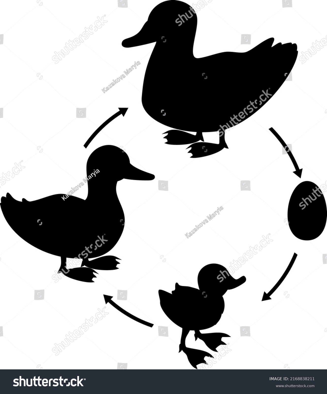 Black Silhouette Life Cycle Bird Stages Stock Vector (Royalty Free ...