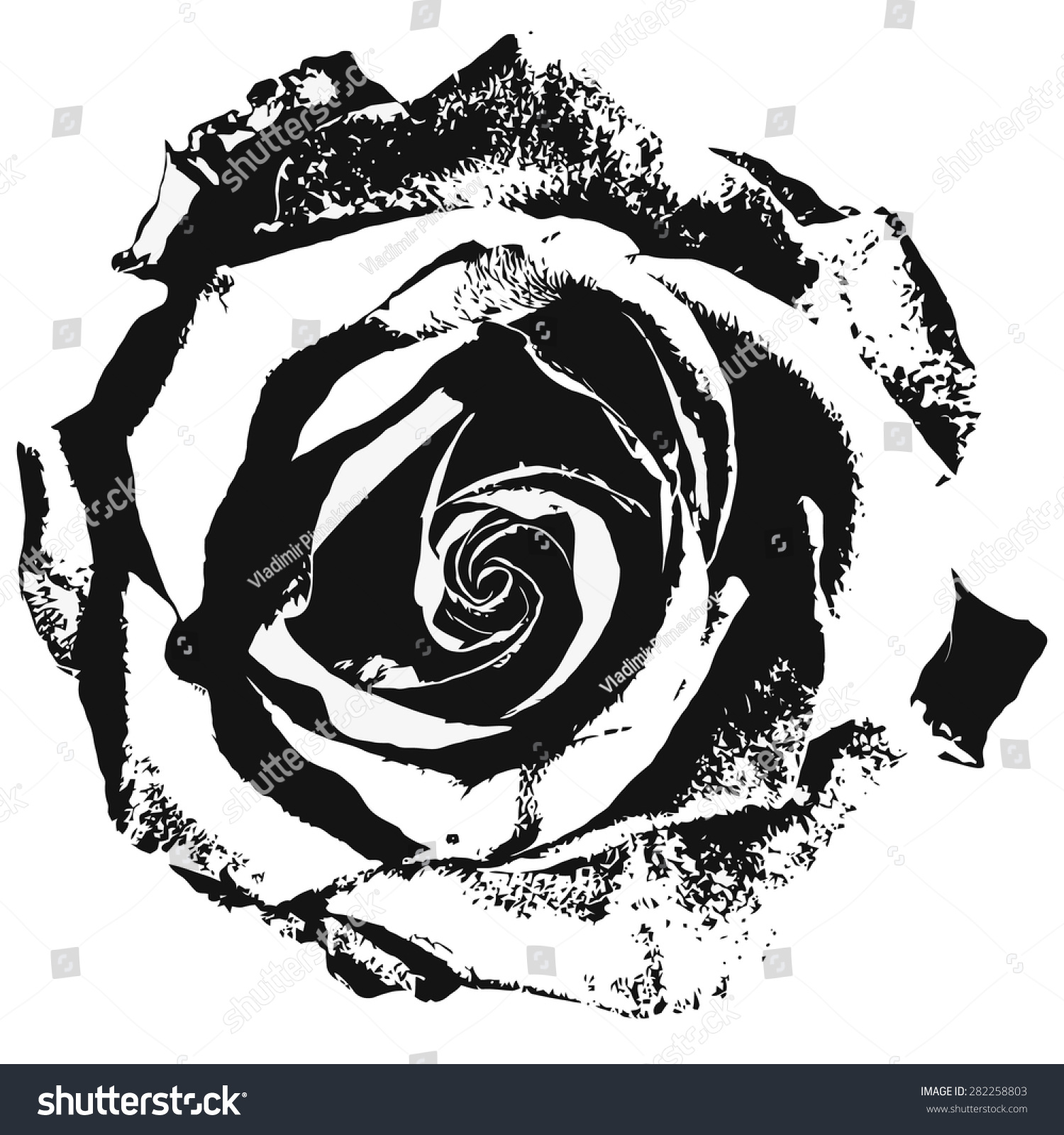 Black Silhouette Rose Vector Illustration Vetor Stock Livre De Direitos 282258803 6326