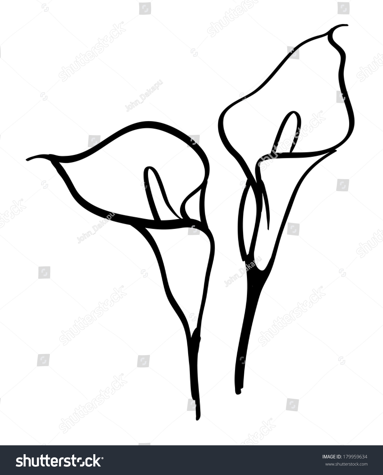 Black Silhouettes Of Calla Lilies. Vector Illustration On White ...