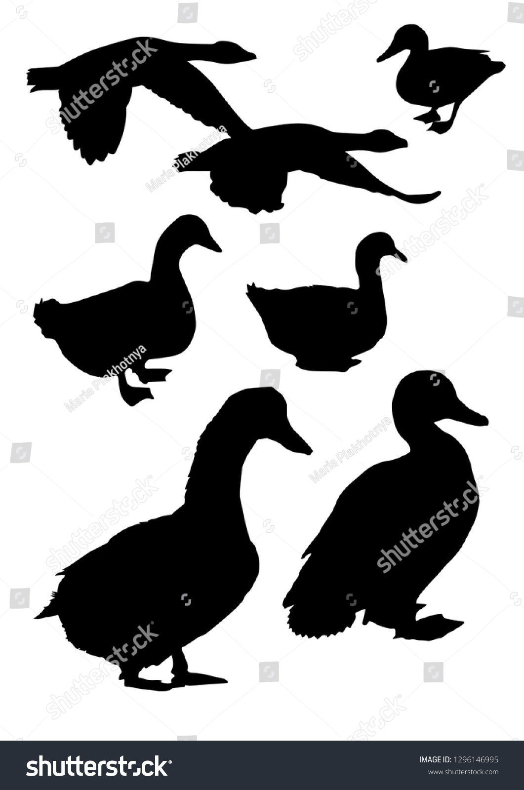 Black Silhouettes Duck Different Poses Isolated Stock Vector (Royalty ...