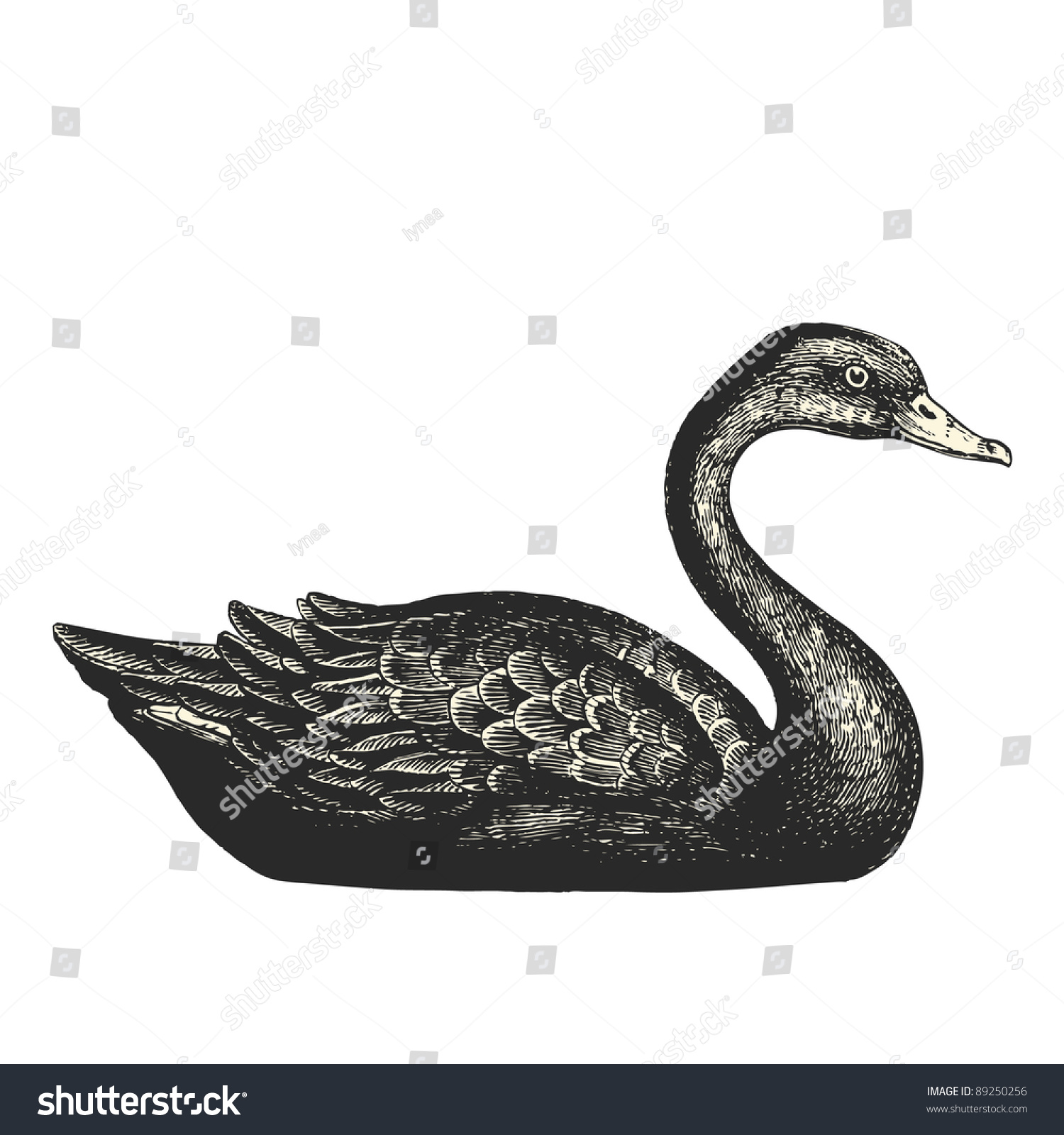 Black Swan - Vintage Engraved Illustration - 