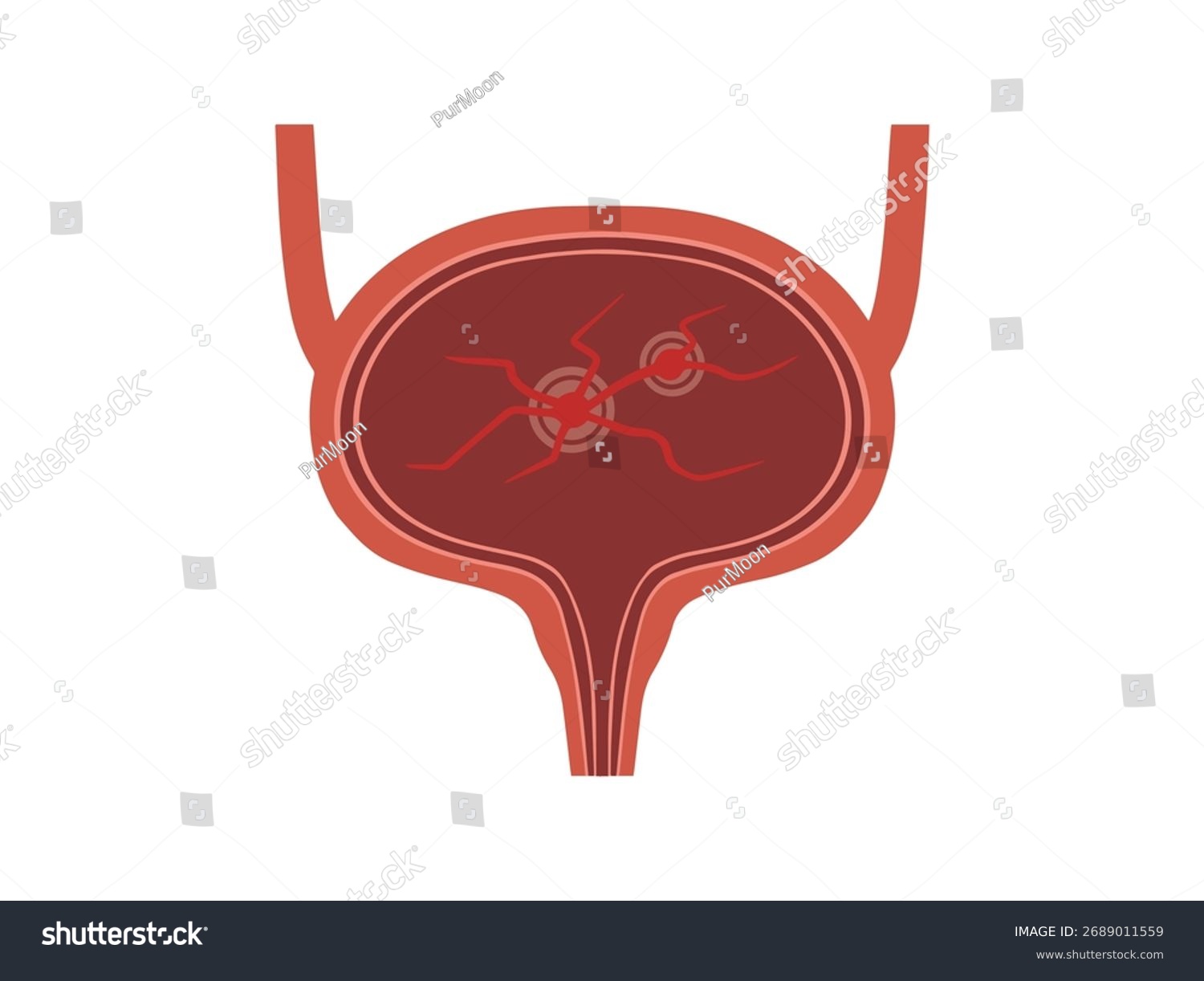 red bladder anatomy diagram clip art preview