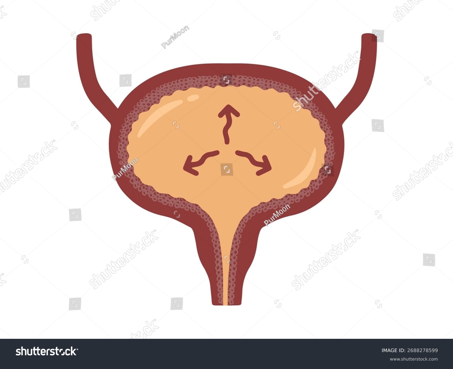 bladder anatomy diagram, brown and orange clip art preview