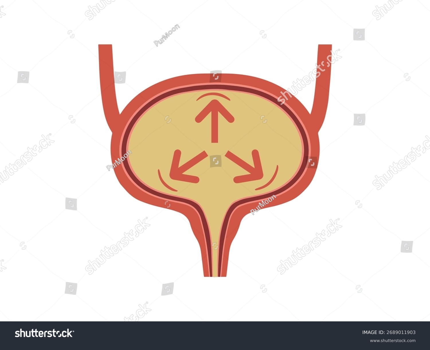 bladder anatomy with arrows, medical concept clip art preview