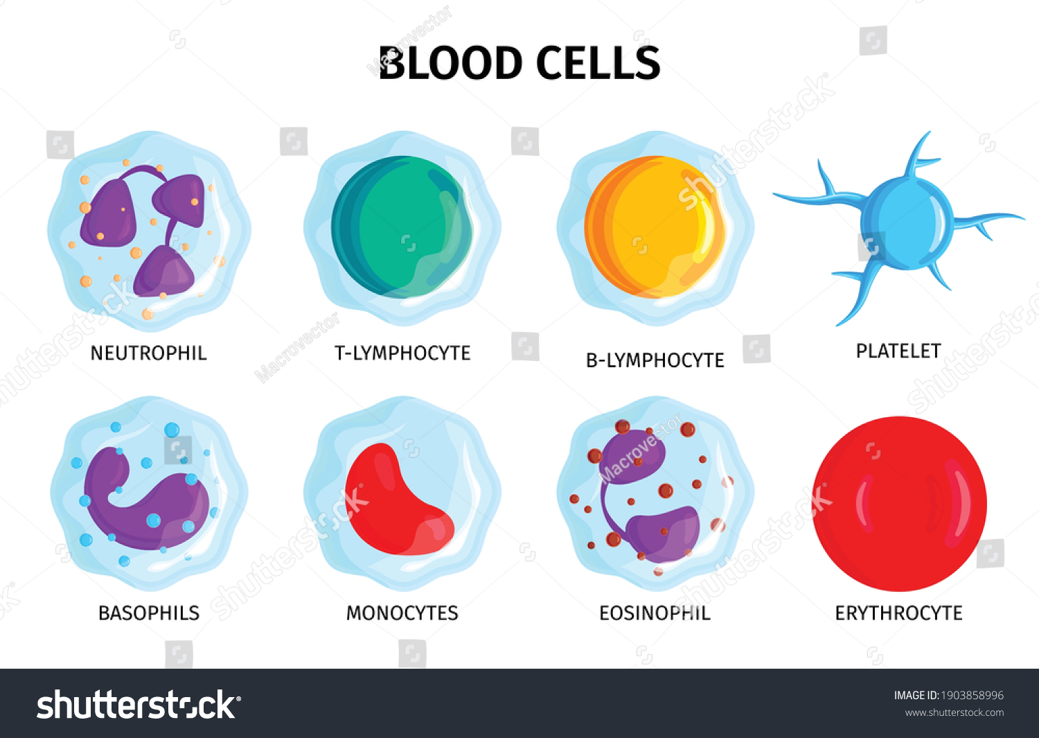 Blood platelets Images, Stock Photos & Vectors | Shutterstock