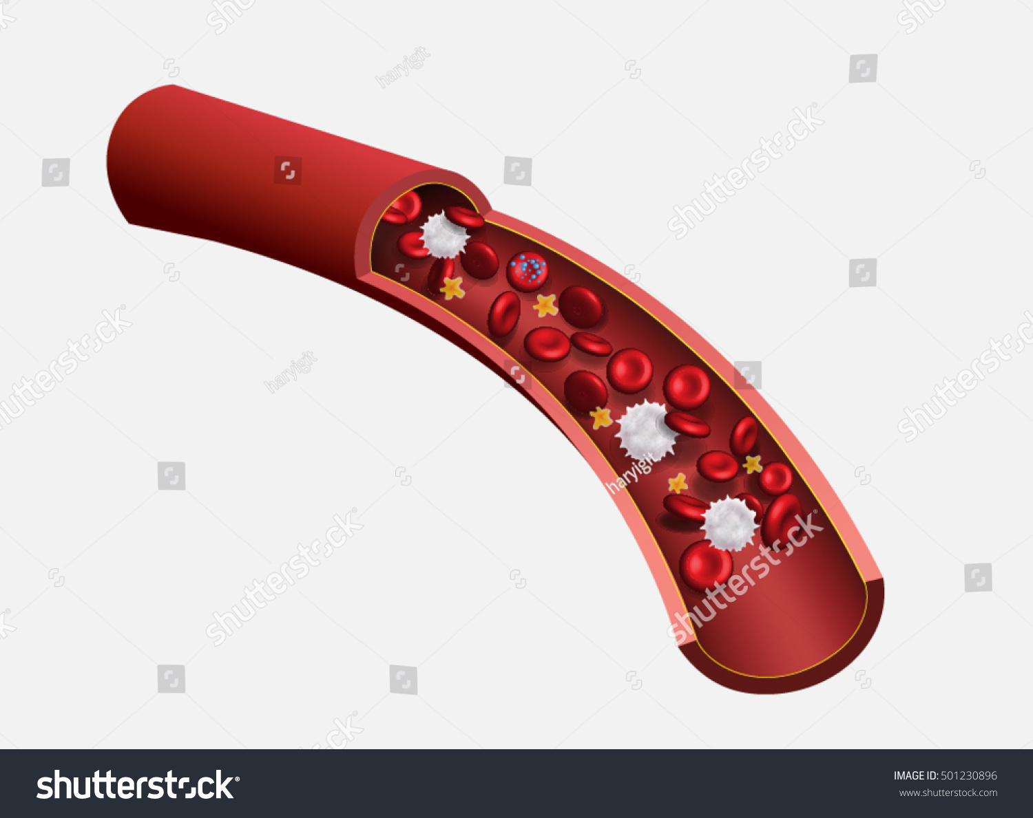 Blood Cells Flowing Through Veins Human Stock Vector 501230896 ...