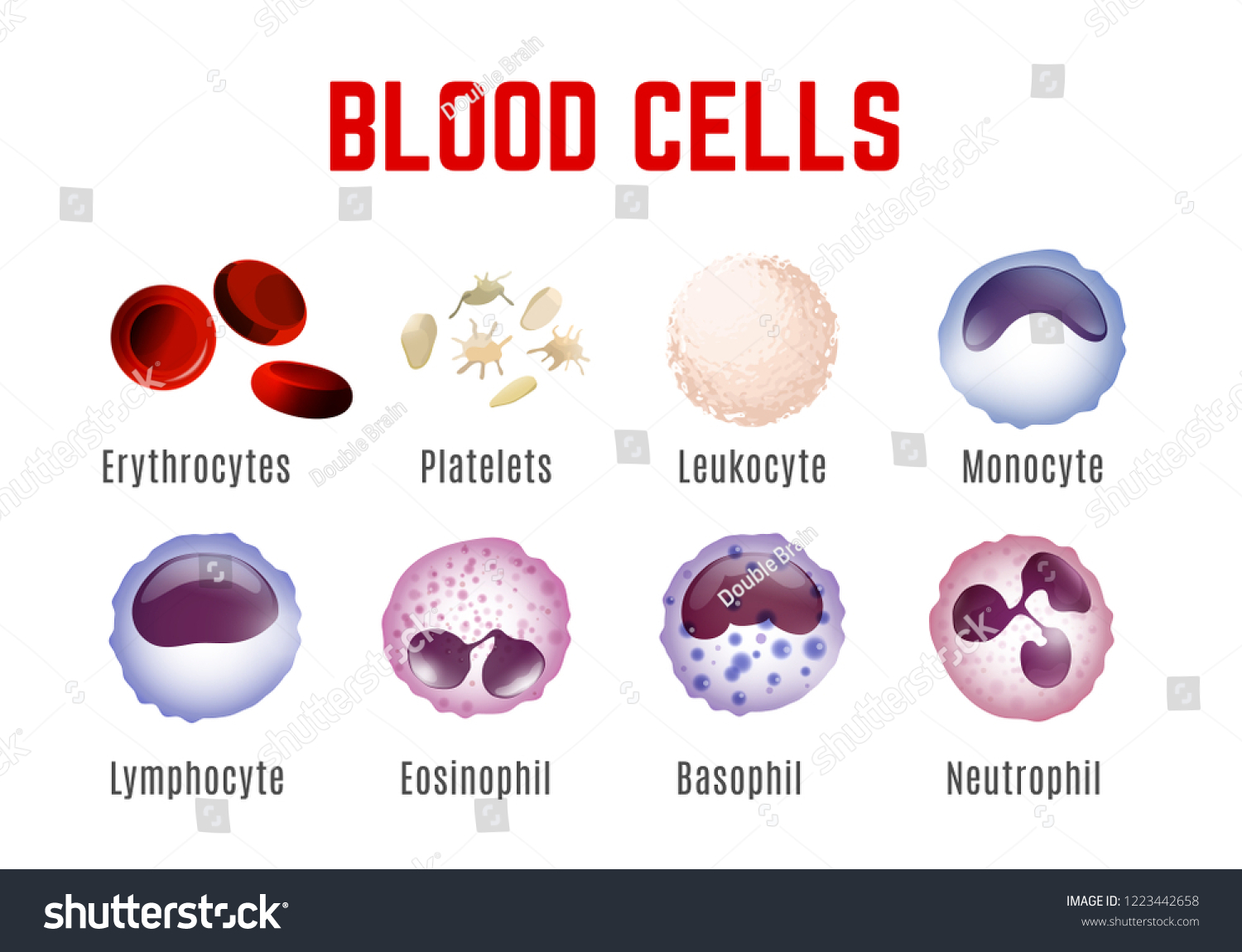 blood-cells-types-editable-vector-illustration-vector-c-s-n-mi-n-ph