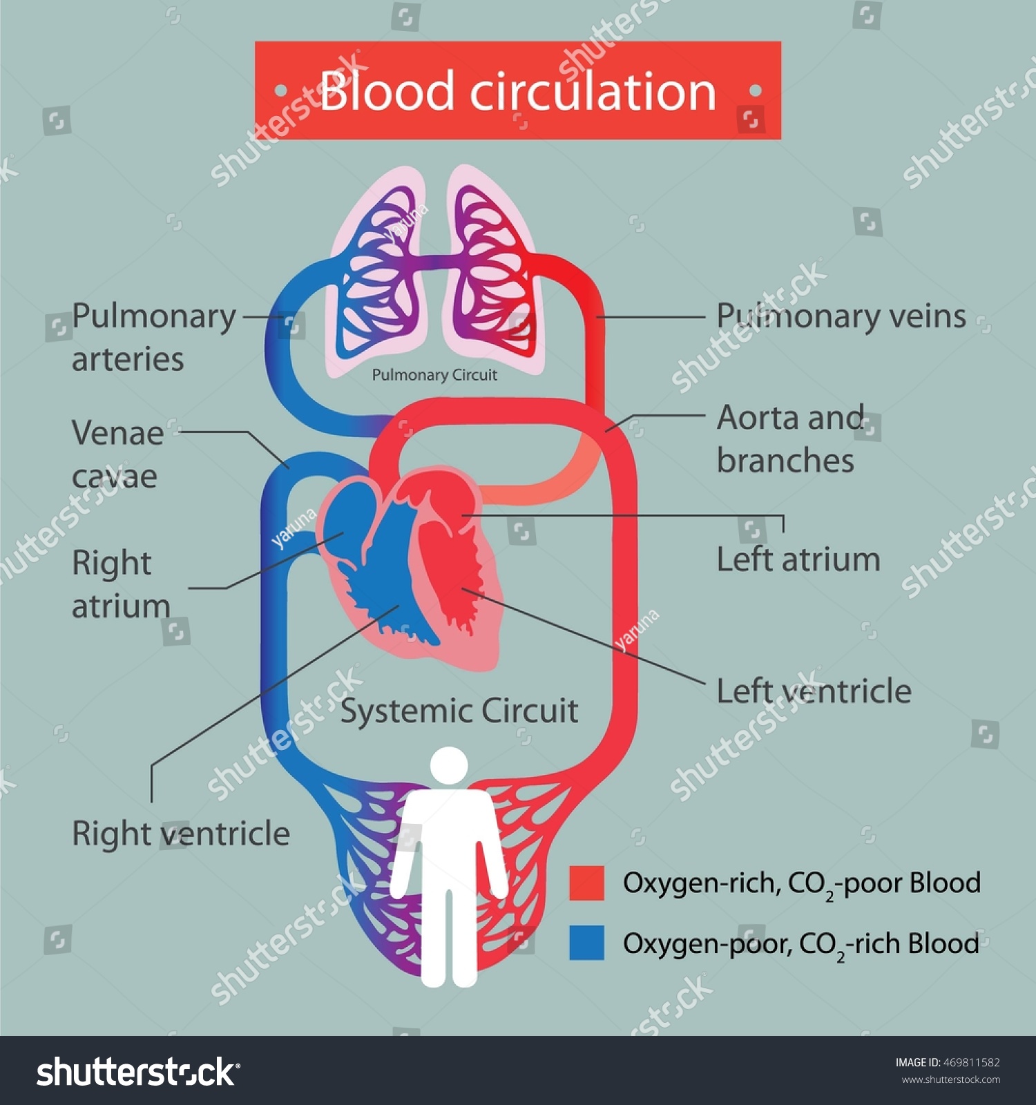 Blood Circulation. Stock Vector Illustration 469811582 : Shutterstock