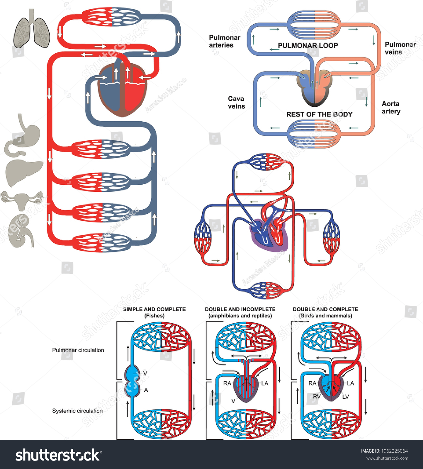 Blood Circulation Morphology Circulatory System Indication Stock Vector Royalty Free 1962225064