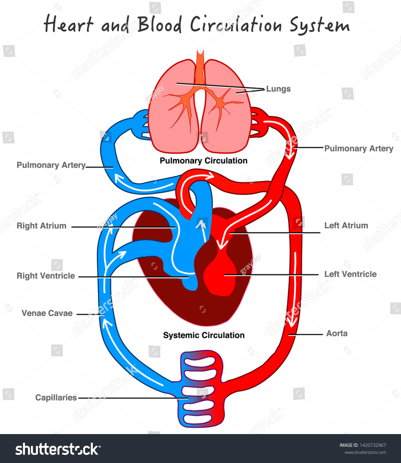 Syst me De Circulation Sanguine Anatomie Cardiaque Image Vectorielle 