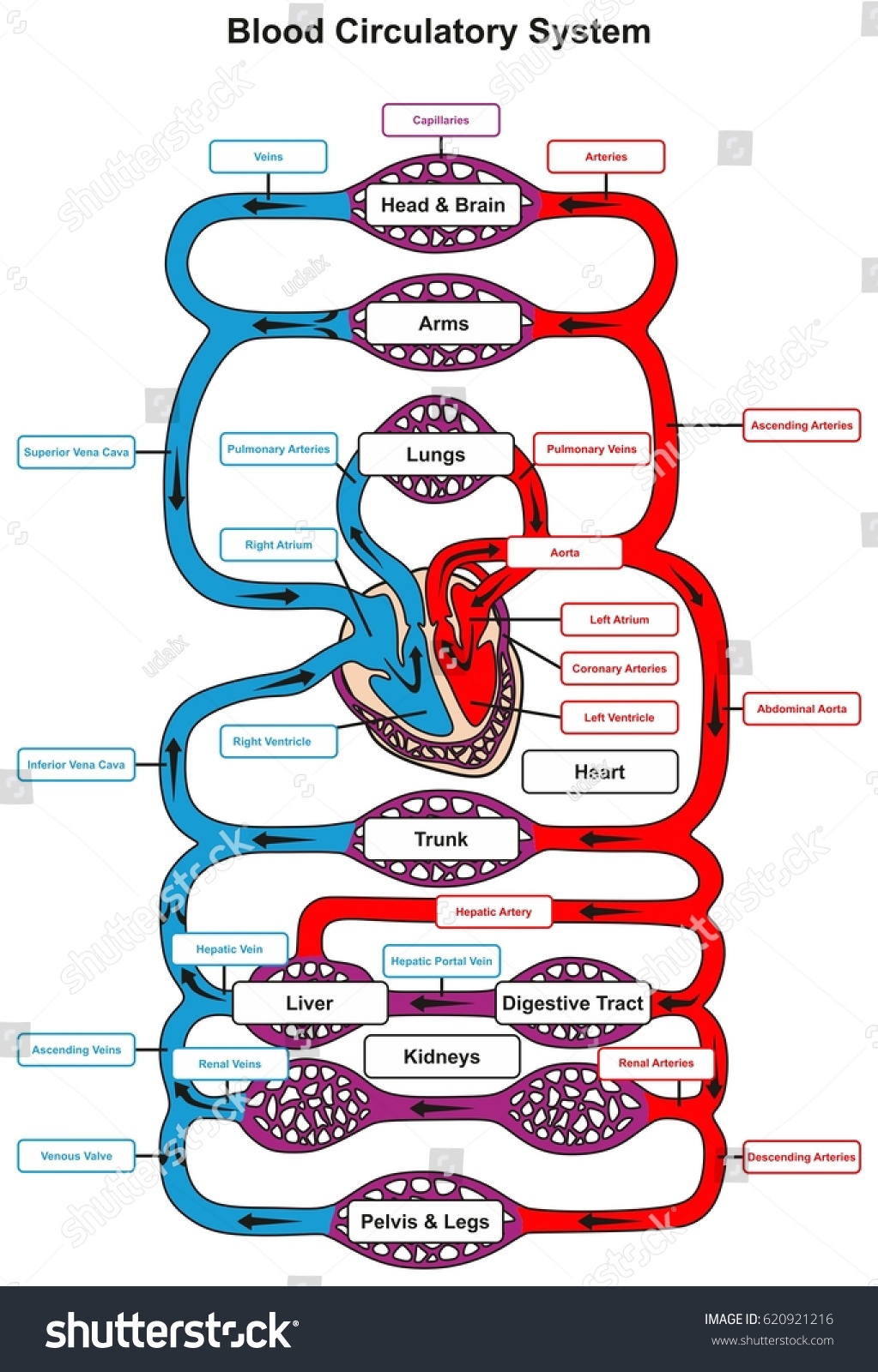 Blood Circulatory System Human Body Infographic Stock ...