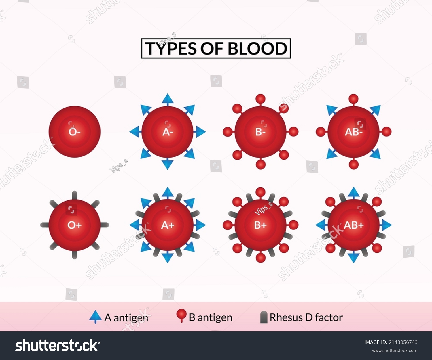 Blood Group Types Medical Illustration Blood Stock Vector (Royalty Free ...