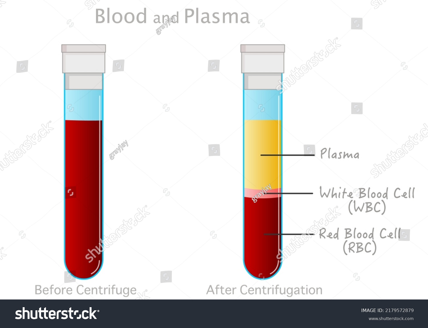 Blood Plasma Anatomy White Red Blood Stock Vector (Royalty Free ...