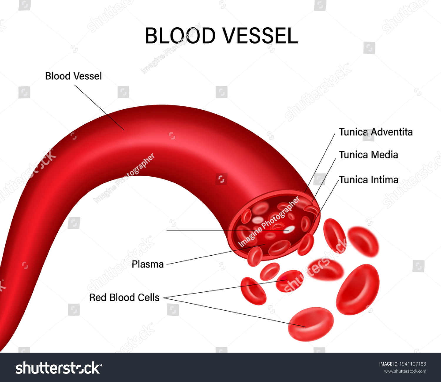 Blood Vessel Diagram Isolated On White Stock Vector Royalty Free