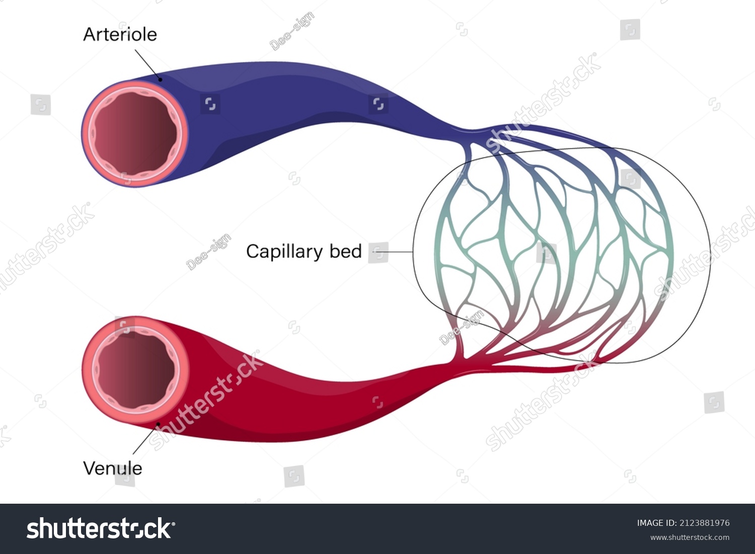 Blood Vessels Arteriole Venule Capillary Stock Vector (Royalty Free ...