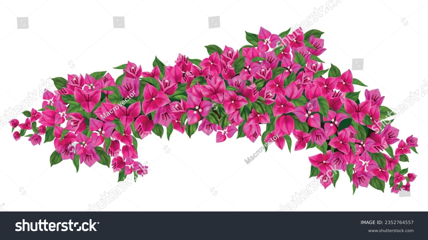 SVG of Blooming purple bougainvillea branch realistic illustration isolated at white background vector illustration svg