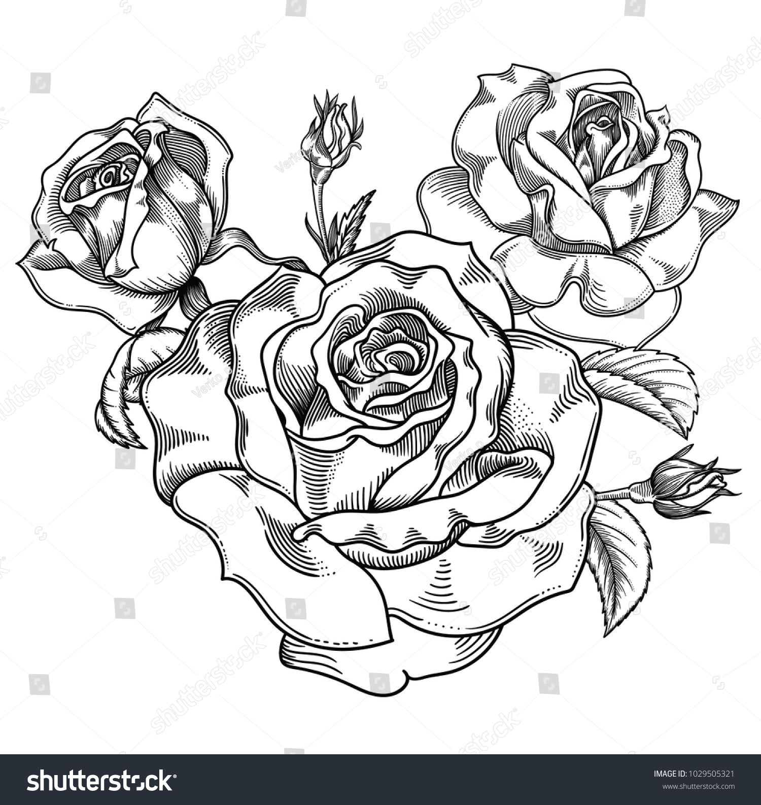 Blooming Roses Flowers Detailed Hand Drawn Stock Vector (Royalty Free