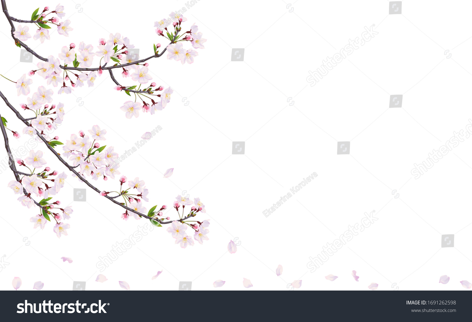 Blossom Cherry Branche Vector Pink Flowers Stock Vector Royalty Free Shutterstock