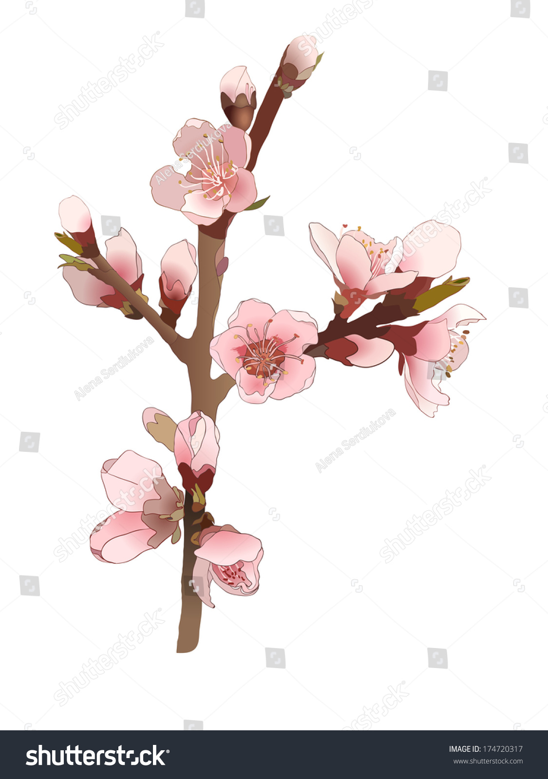 Blossoming Almond Branch With Pink Flowers. Realistic Isolated Vector ...