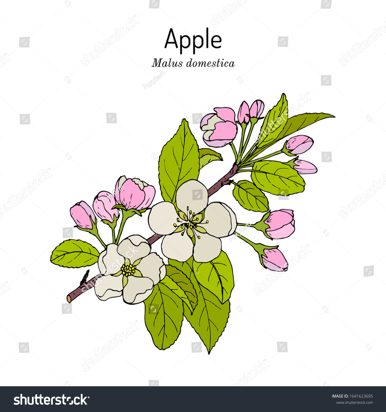 Blossoming Apple Tree Branch Malus Domestica Stock Vector Royalty Free