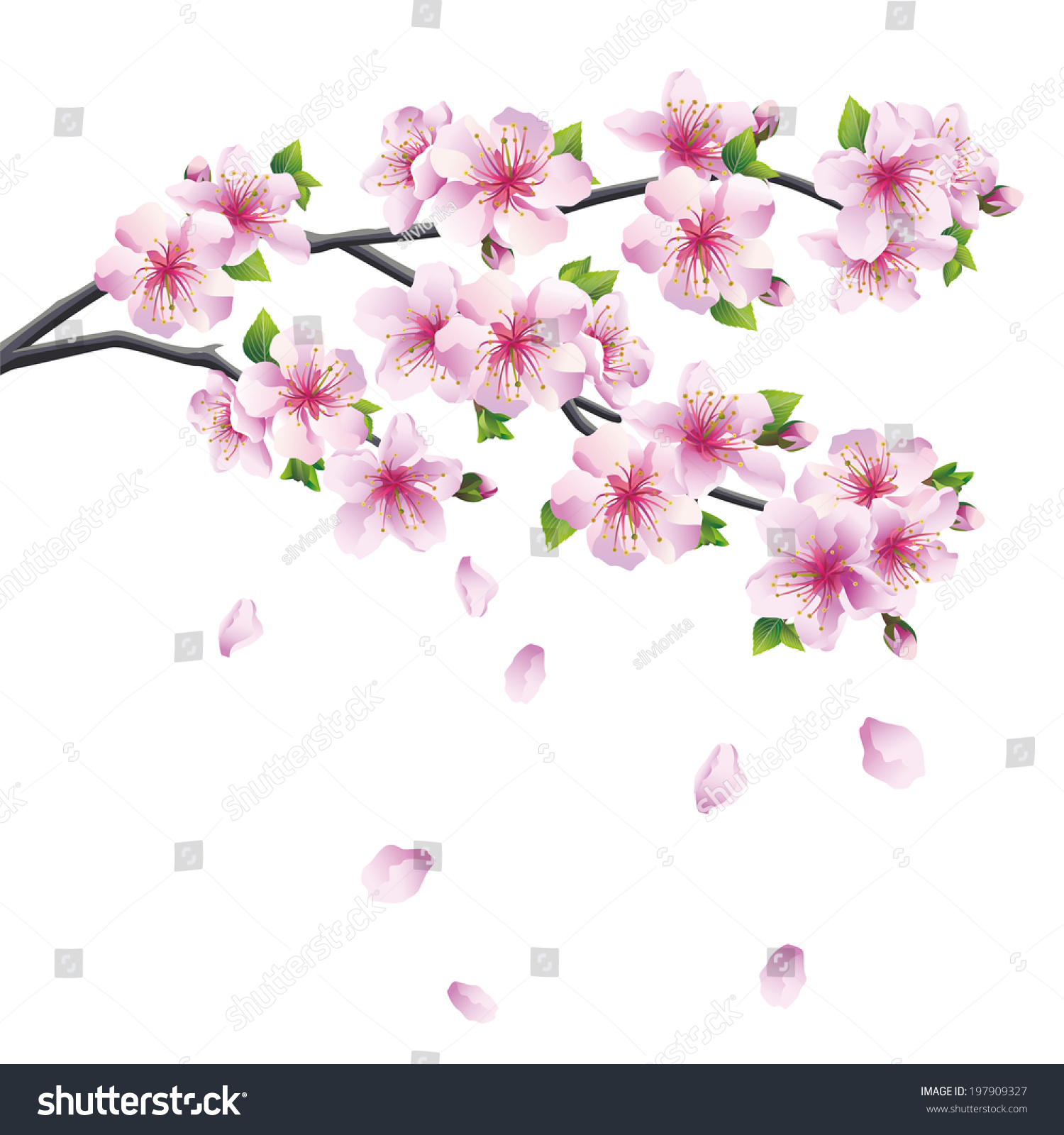 新鮮な背景 桜の 木 イラスト 動物ゾーン