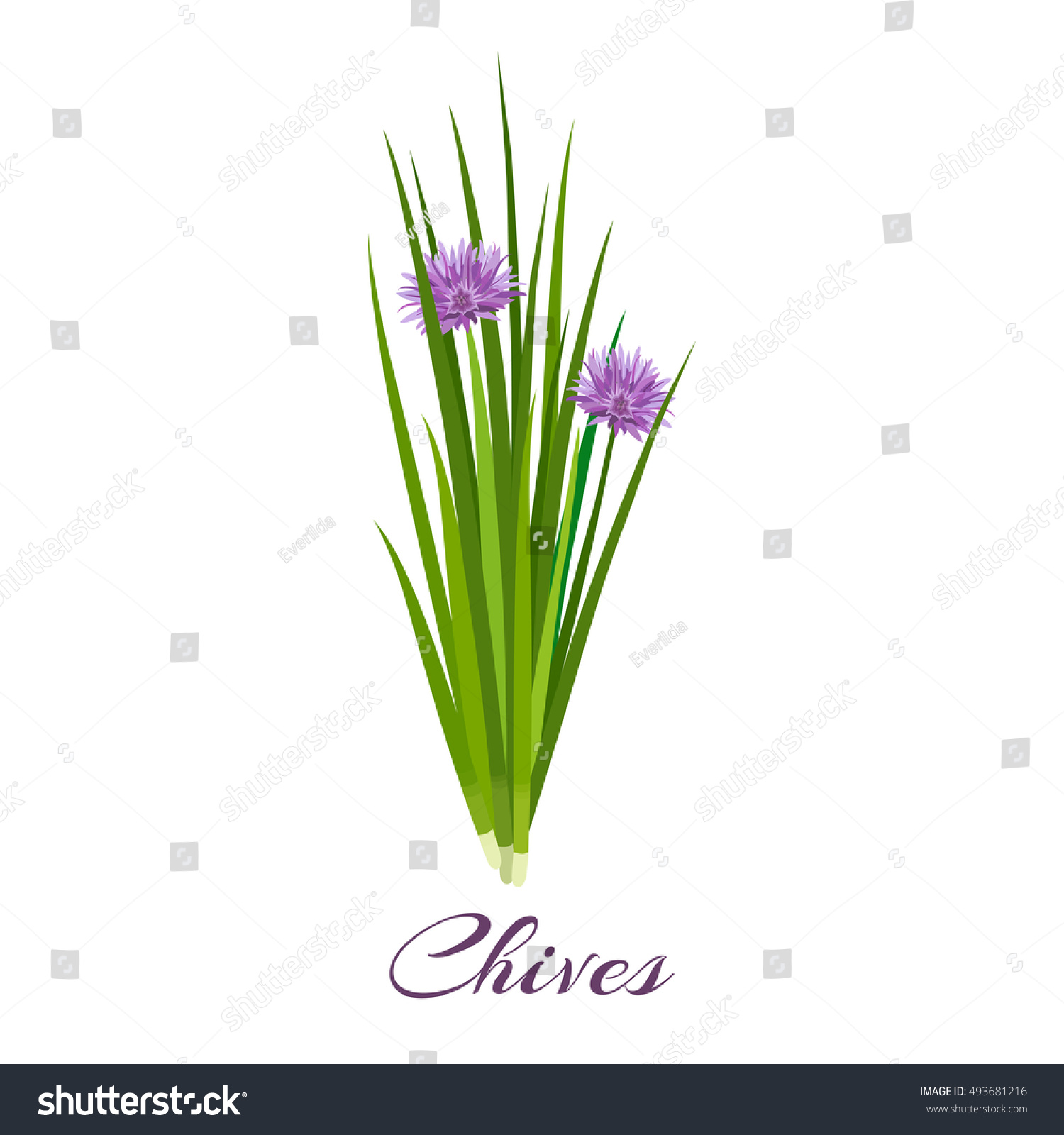SVG of Blossoming chives color vector illustration. Allium schoenoprasum or garlic chives. Isolated on a white background. French cuisine. For web, menu, logo, textile svg