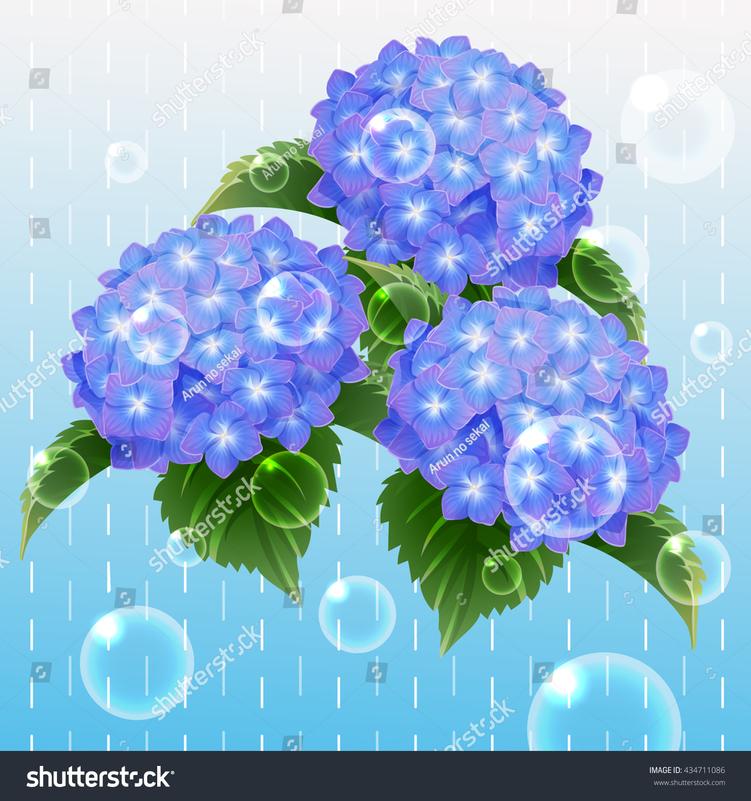 Blue Hydrangea Ajisai Flower Rainy Illustration Stock Vector Royalty Free