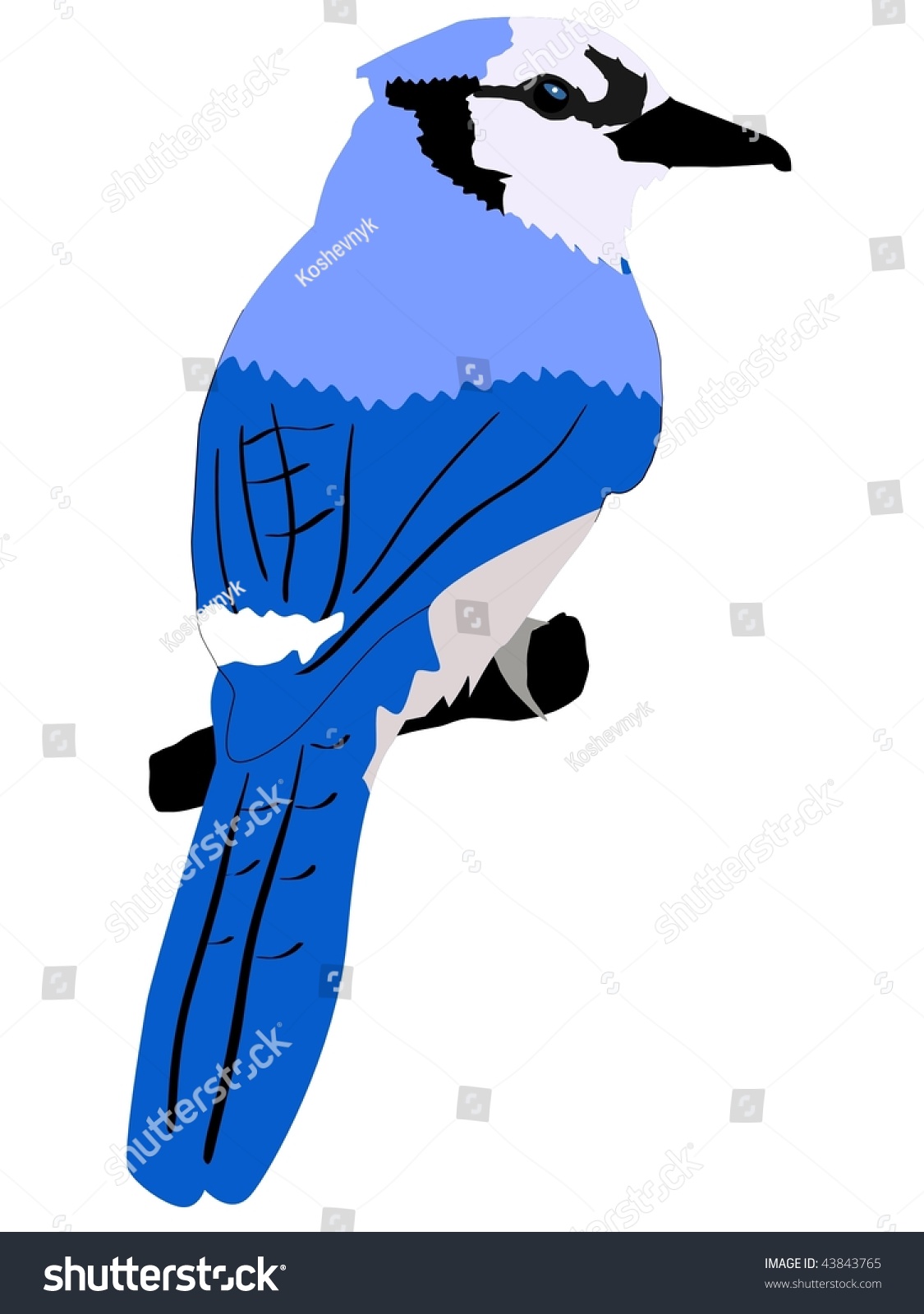 Blue Jay Stock Vector Illustration 43843765 : Shutterstock