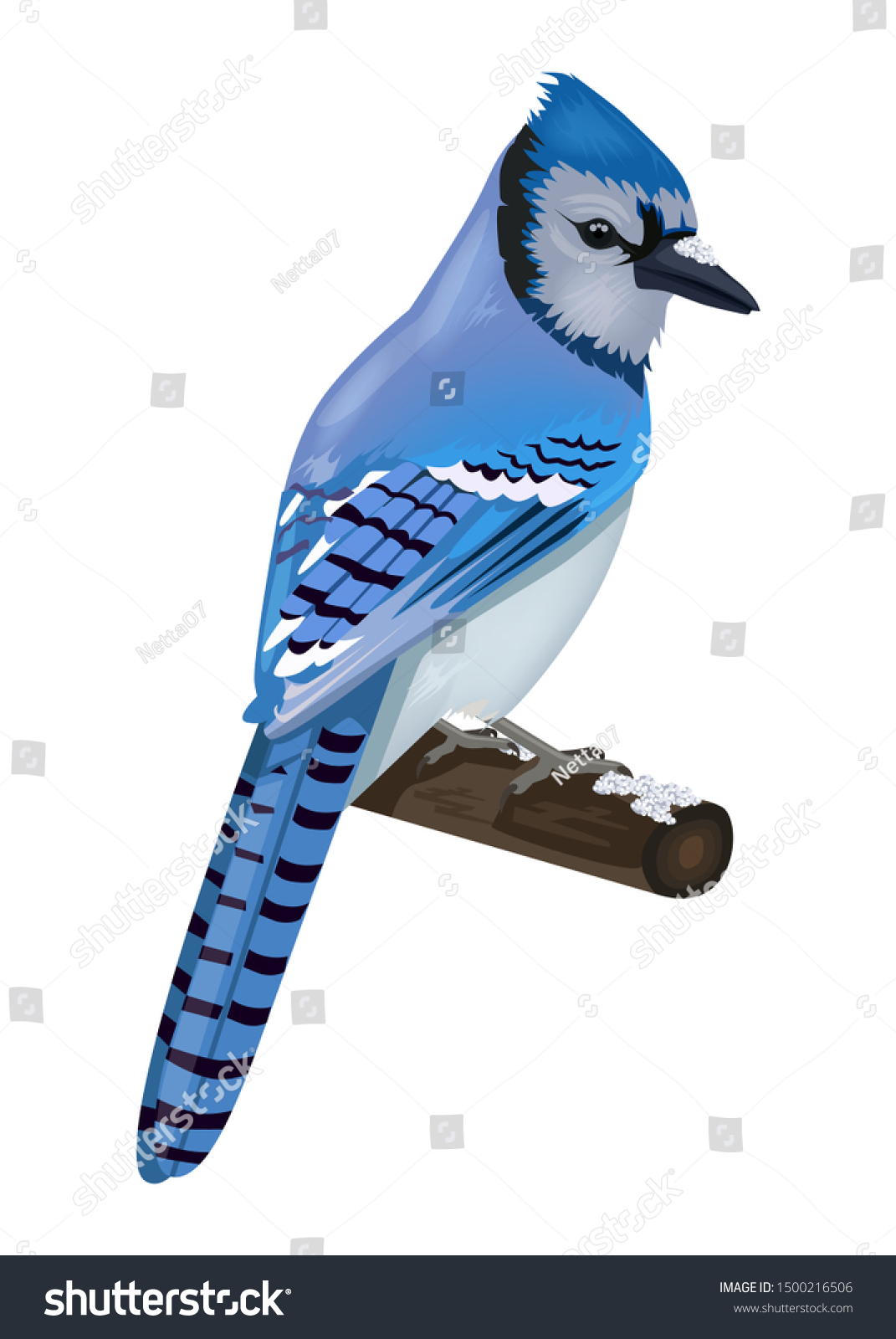 Blue Jay Bird Colourful Feather Beak Stock Vector Royalty Free