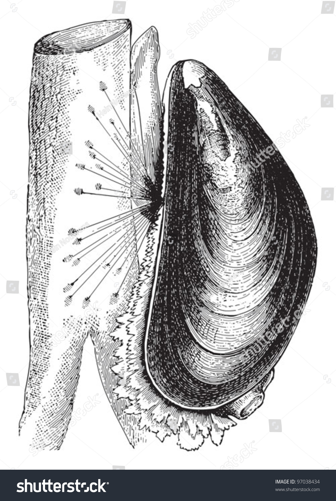 Blue Mussel (Mytilus Edulis) / Vintage Illustration From Meyers ...