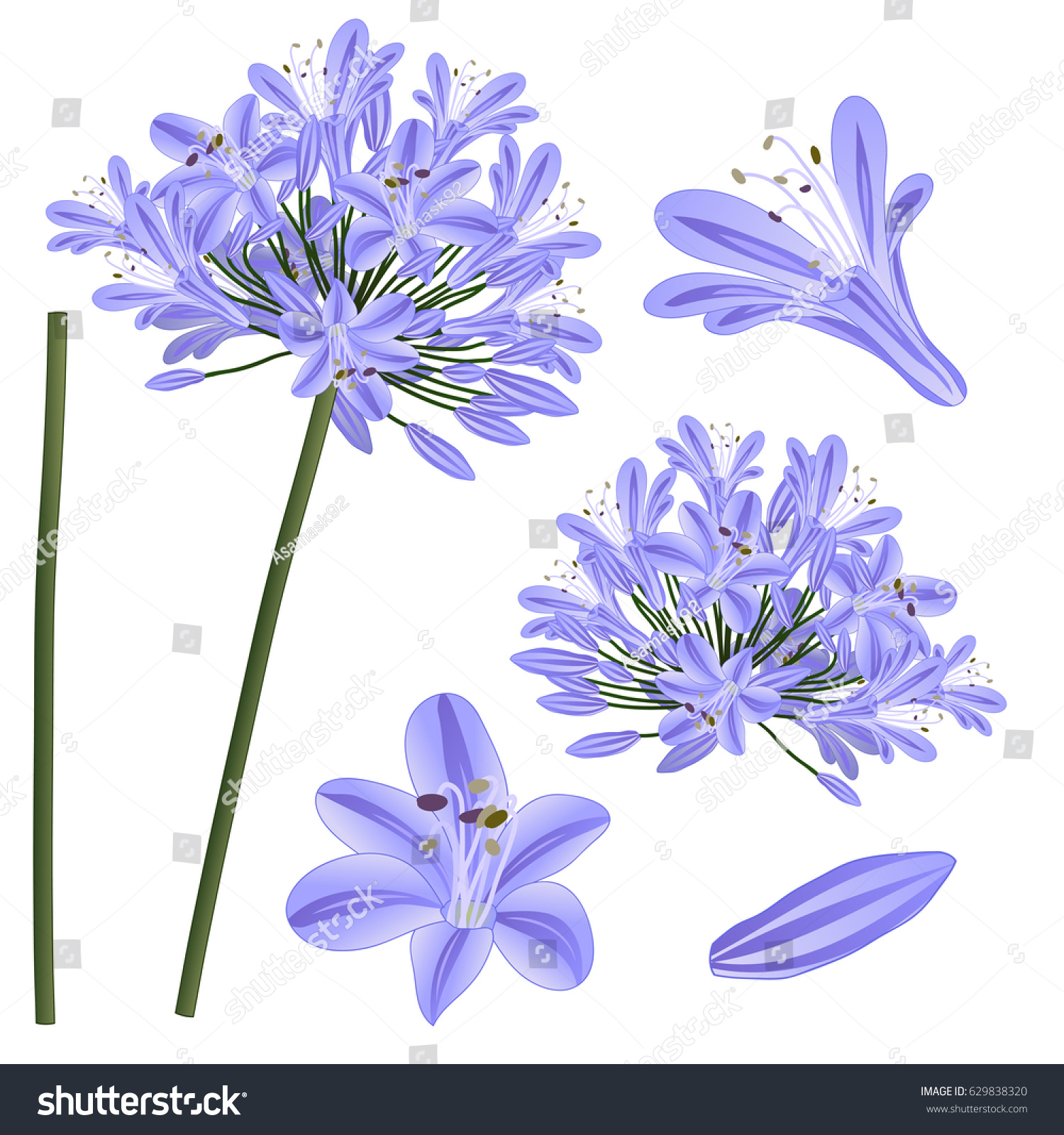 SVG of Blue Purple Agapanthus - Lily of the Nile, African Lily. Vector Illustration. isolated on White Background. svg