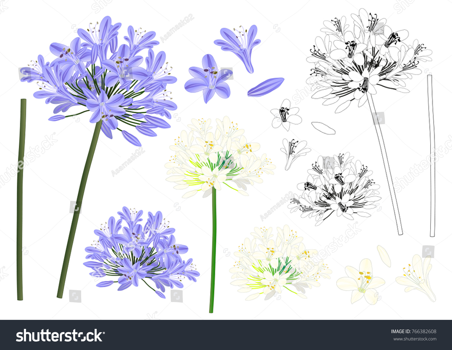 SVG of Blue Purple Agapanthus Outline - Lily of the Nile, African Lily. Vector Illustration. isolated on White Background. svg