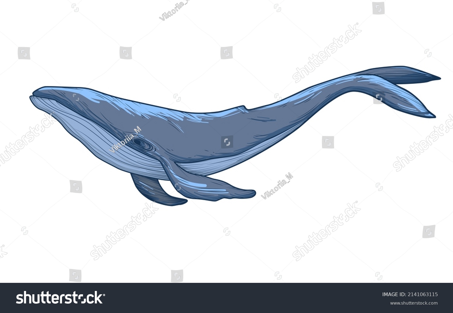 Blue Whale Sketch Vector Illustration Isolated Stock Vector (Royalty ...