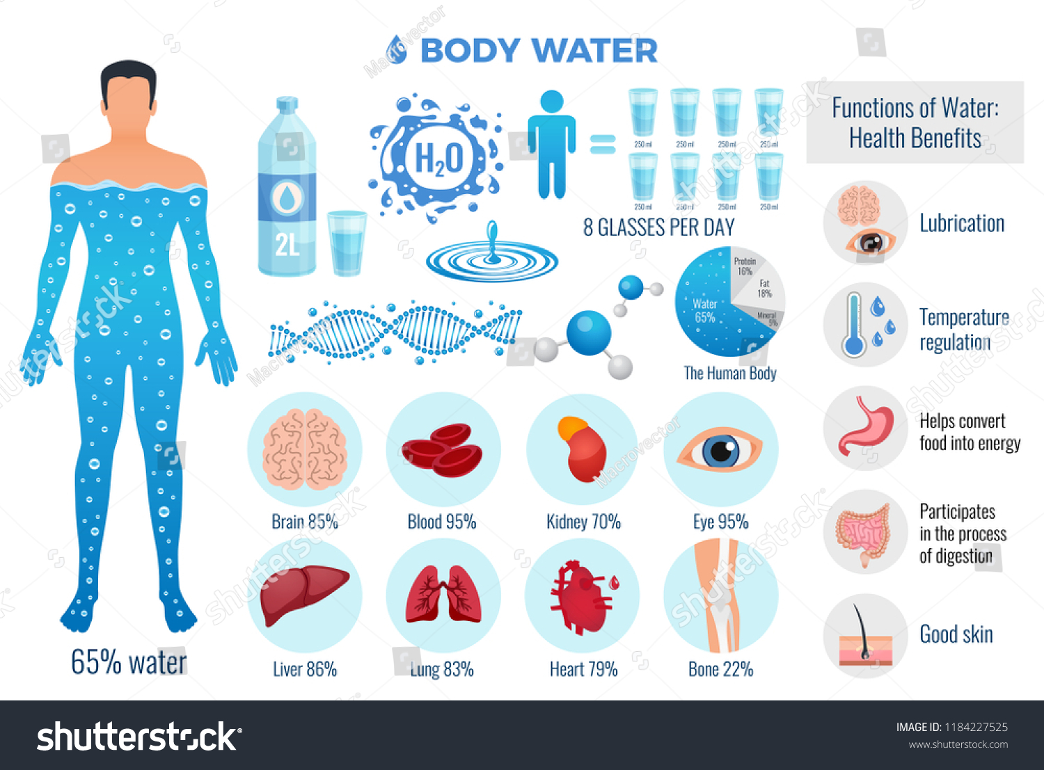 Body Water Set Water Functions Symbols Stock Vector (Royalty Free