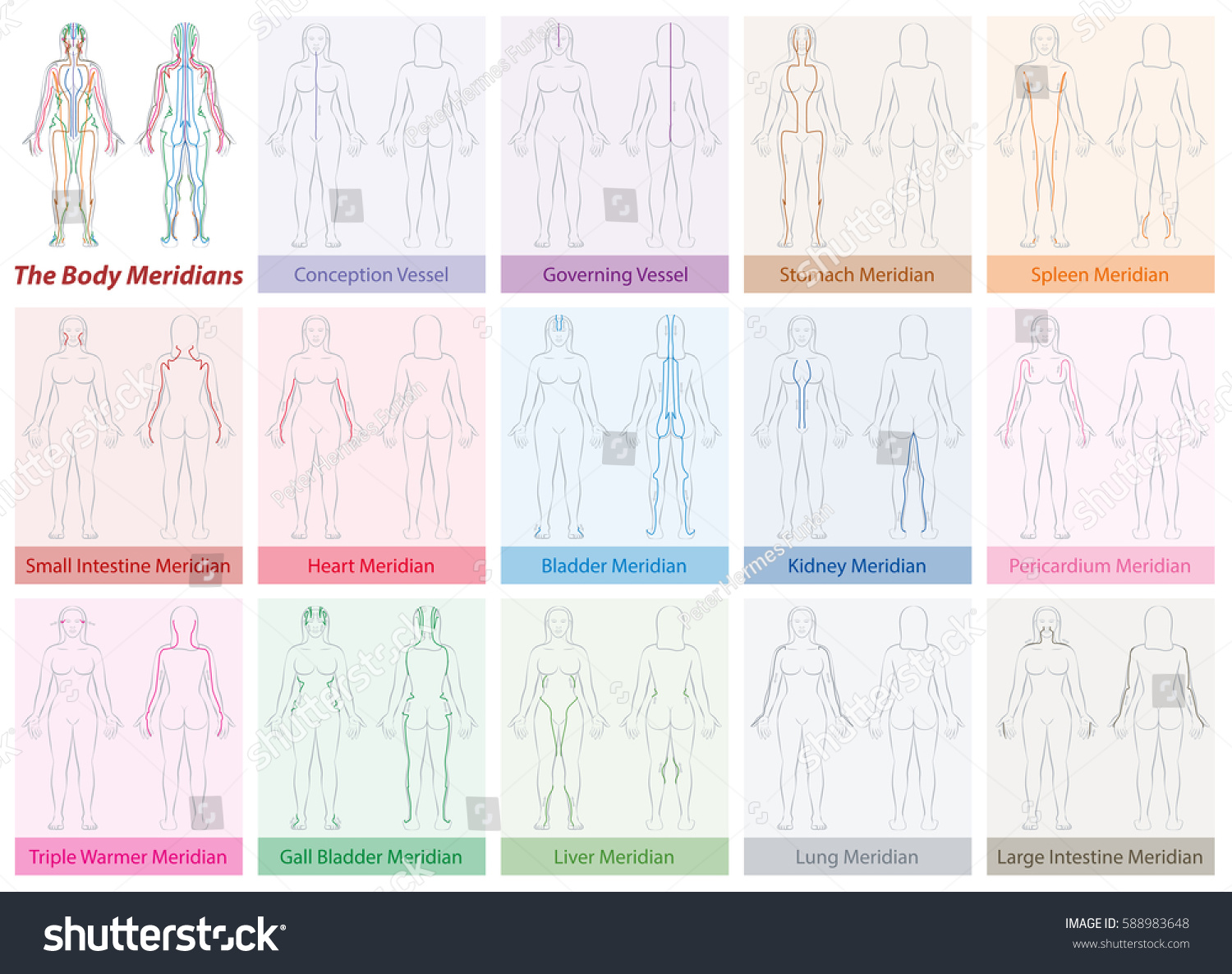 Body Meridian Chart Womans Body Names Stock Vector 588983648 - Shutterstock