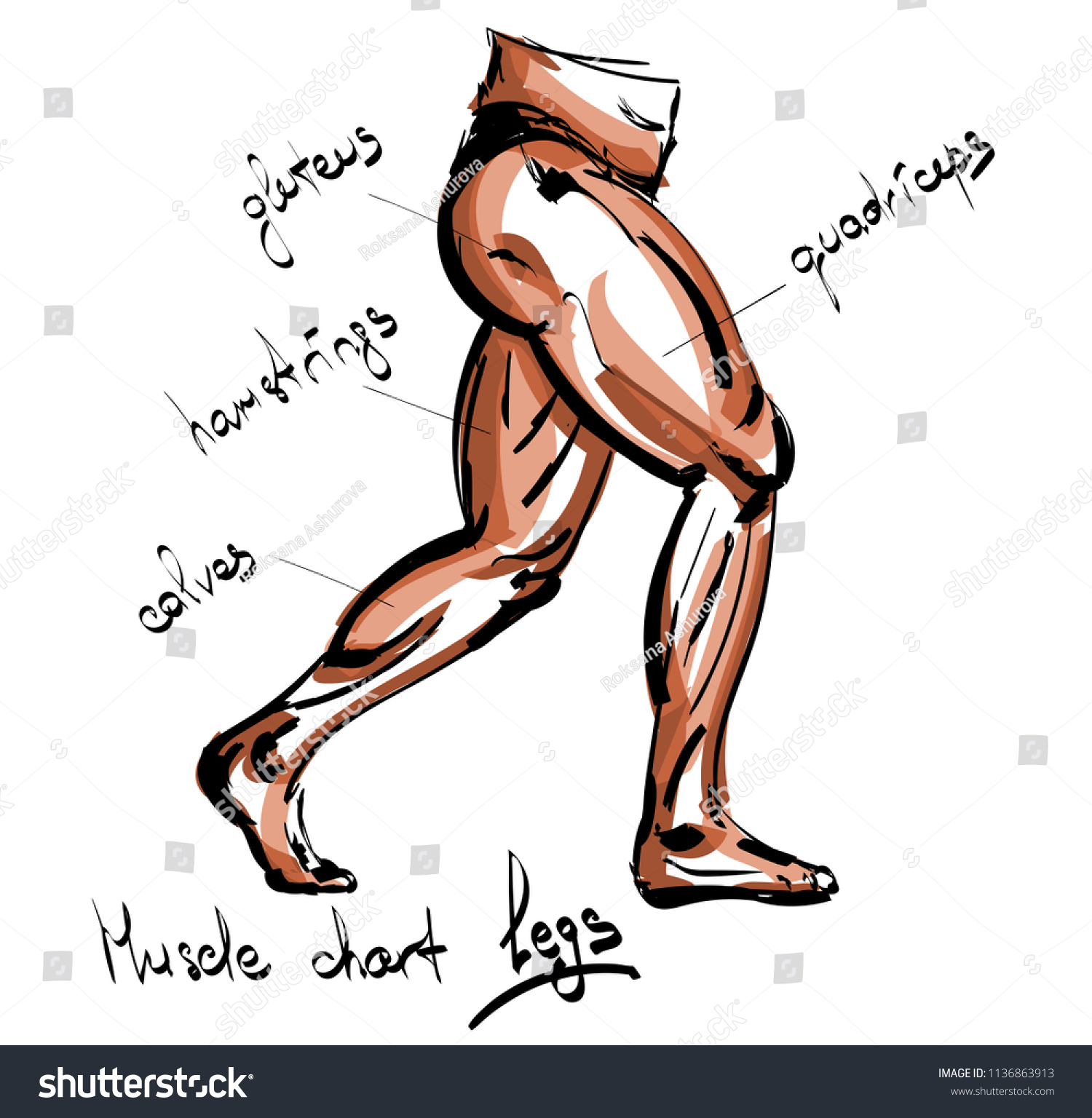 Suchen Sie Nach Body Muscle Chart Sportsman Leg View Stockbildern In Hd Und Millionen Weiteren Lizenzfreien Stockfotos Illustrationen Und Vektorgrafiken In Der Shutterstock Kollektion Jeden Tag Werden Tausende Neue Hochwertige Bilder Hinzugefugt