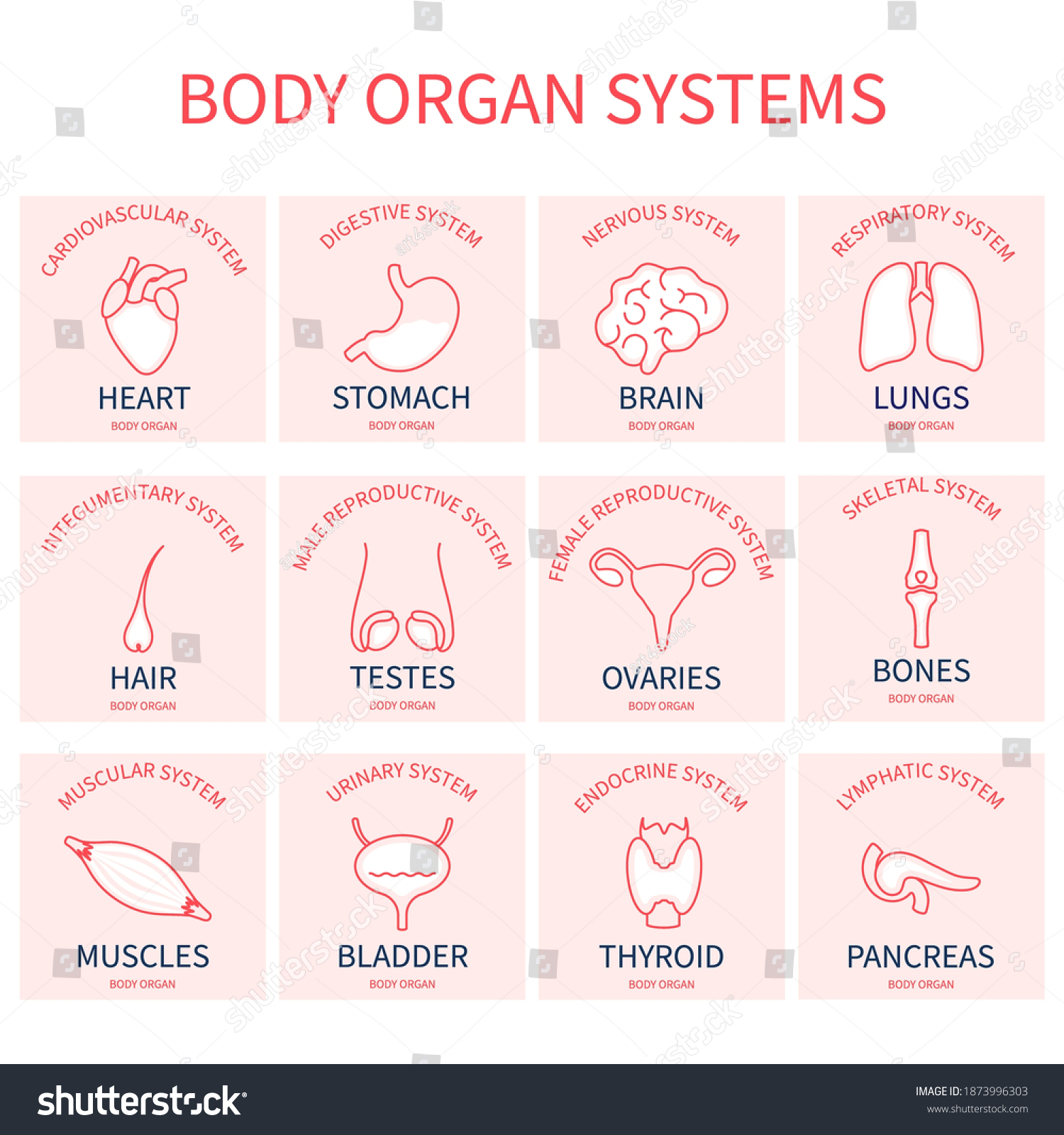 Body Organs Systems Silhouette Set Human 库存矢量图（免版税）1873996303 Shutterstock