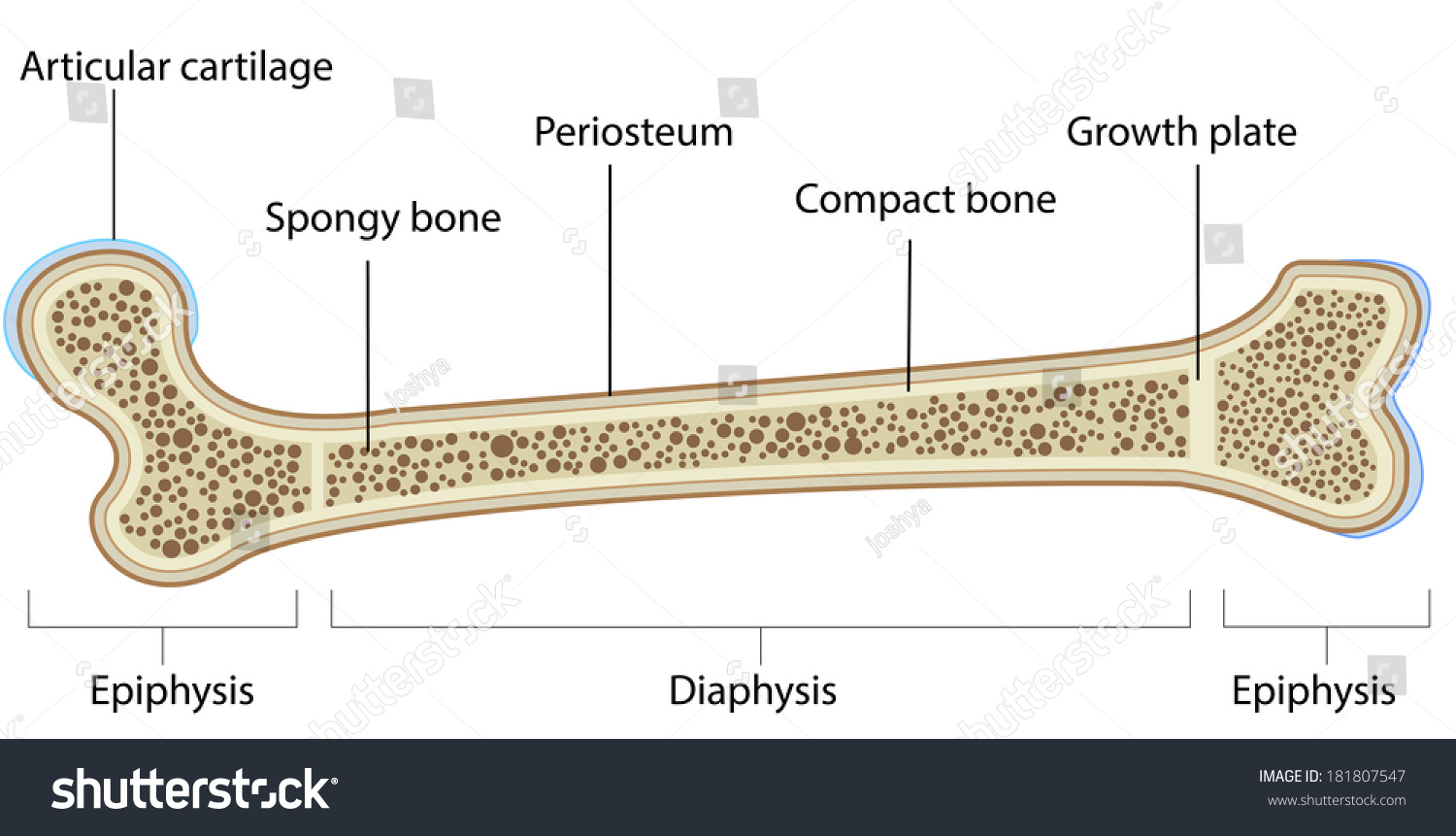 Bone Anatomy Labeled Diagram Stock Vector 181807547 - Shutterstock