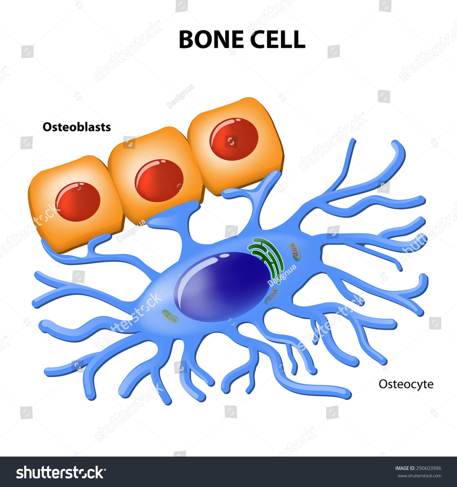 Diagram Of A Bone Cell Images - How To Guide And Refrence