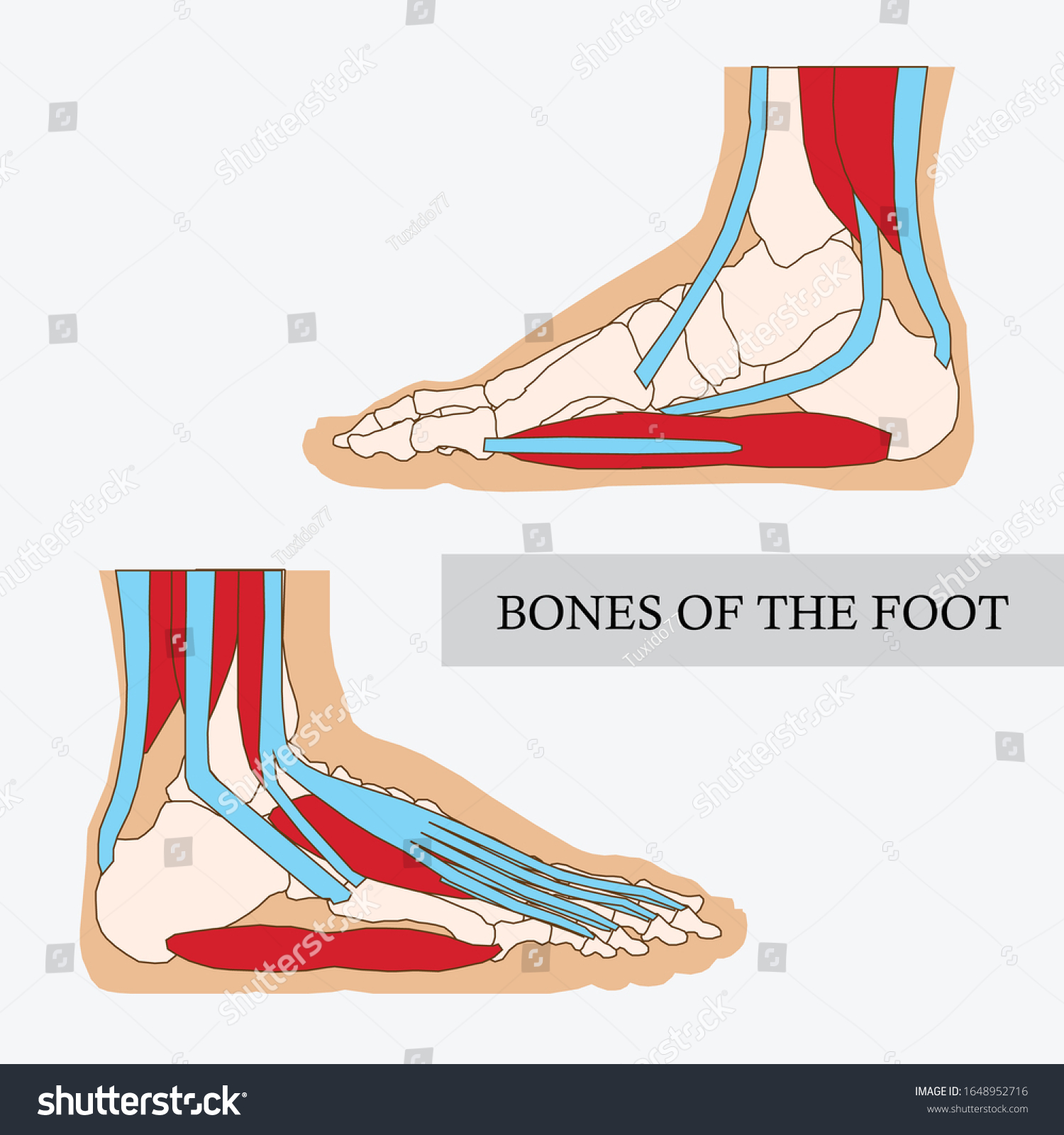 Bones Foot Main Parts Labeled Above Stock Vector (Royalty Free) 1648952716