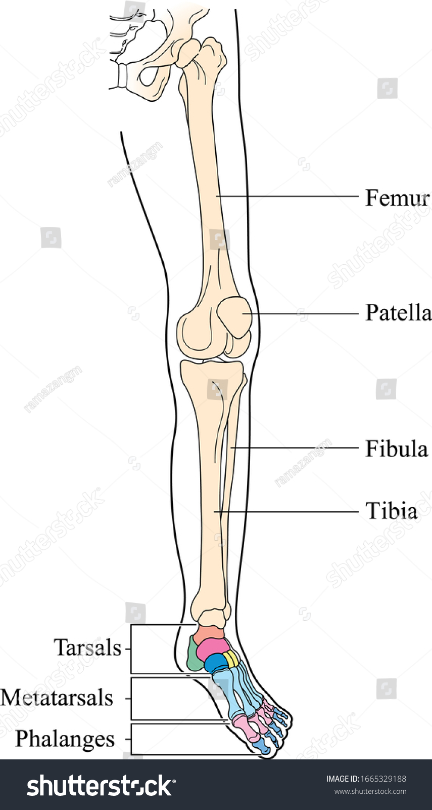 127,866 Leg bones Images, Stock Photos & Vectors | Shutterstock