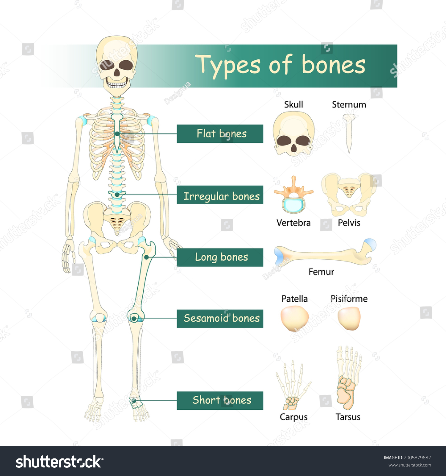 Bones Types Human Skeleton Flat Long 库存矢量图（免版税）2005879682 | Shutterstock