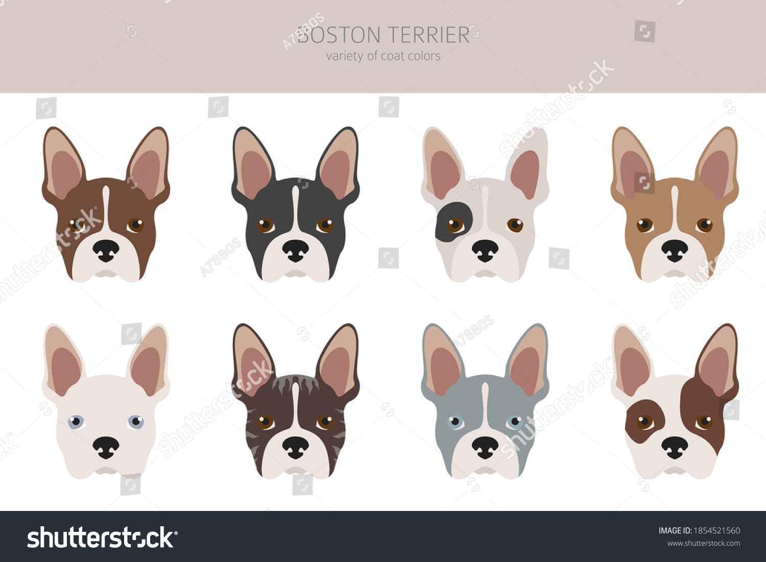 Boston Terrier Clipart Different Coat Colors Stock Vector (Royalty Free ...