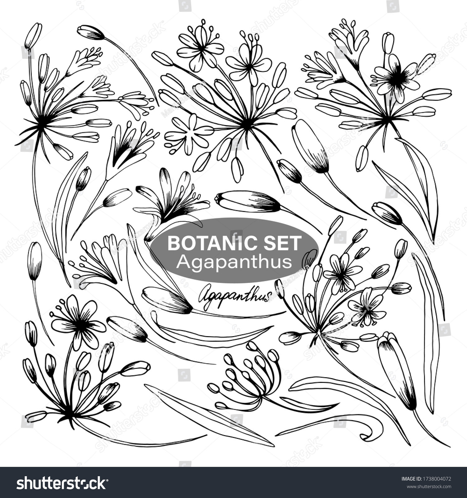 SVG of Botanic Set, Floral Set, Flowers, Agapanthus for design svg